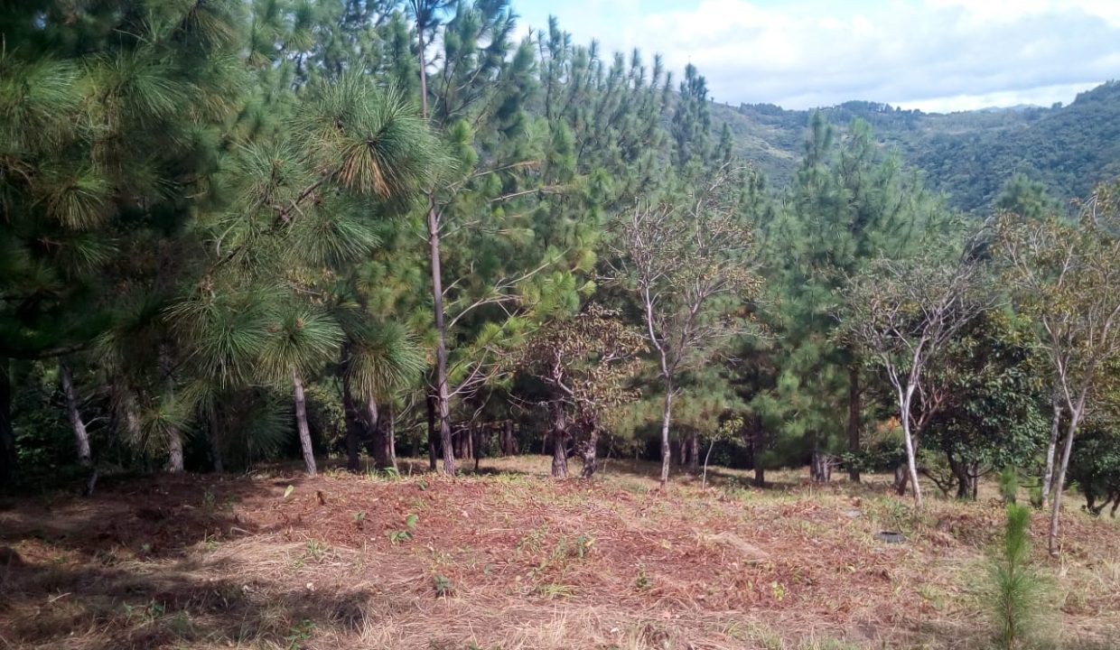 IMG-20201207-WA0039