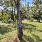 Vendo Lote en Altos de Cerro Azul