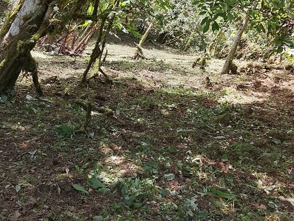 Vendo terreno en Altos del María